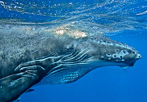 Humpback whale.