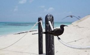 Image of a roped off area for visitors which protects nesting seabirds.