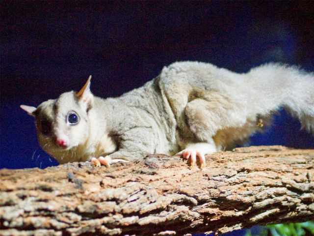 You can see squirrel gilders in the nocturnal house.