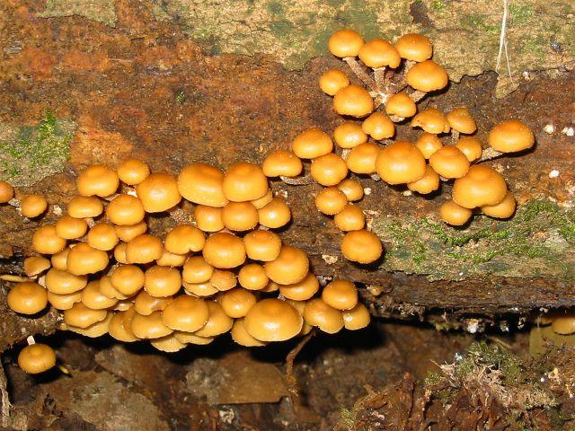 Look for the brilliant orange of rainforest fungi on the Fig tree walk.