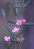 Boronia polygalifolia