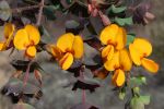 Pultenaea cunninghamii.
