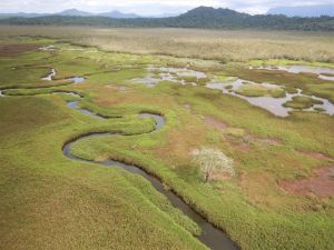 Upper Alice River, Eubenangee Swamp National Park.