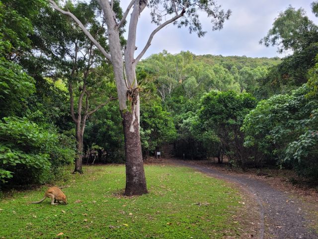 Photo at Cape Hillsborough day-use area where you'll find shaded picnic tables and easy access to the beach.