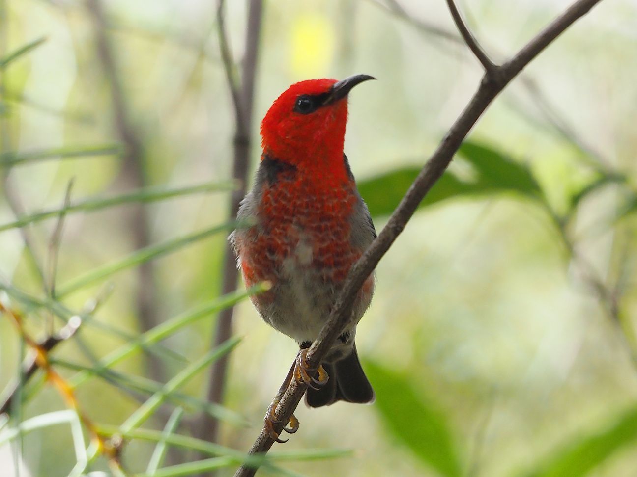 Photo of a bright red and grey scarlet honeyeater bird