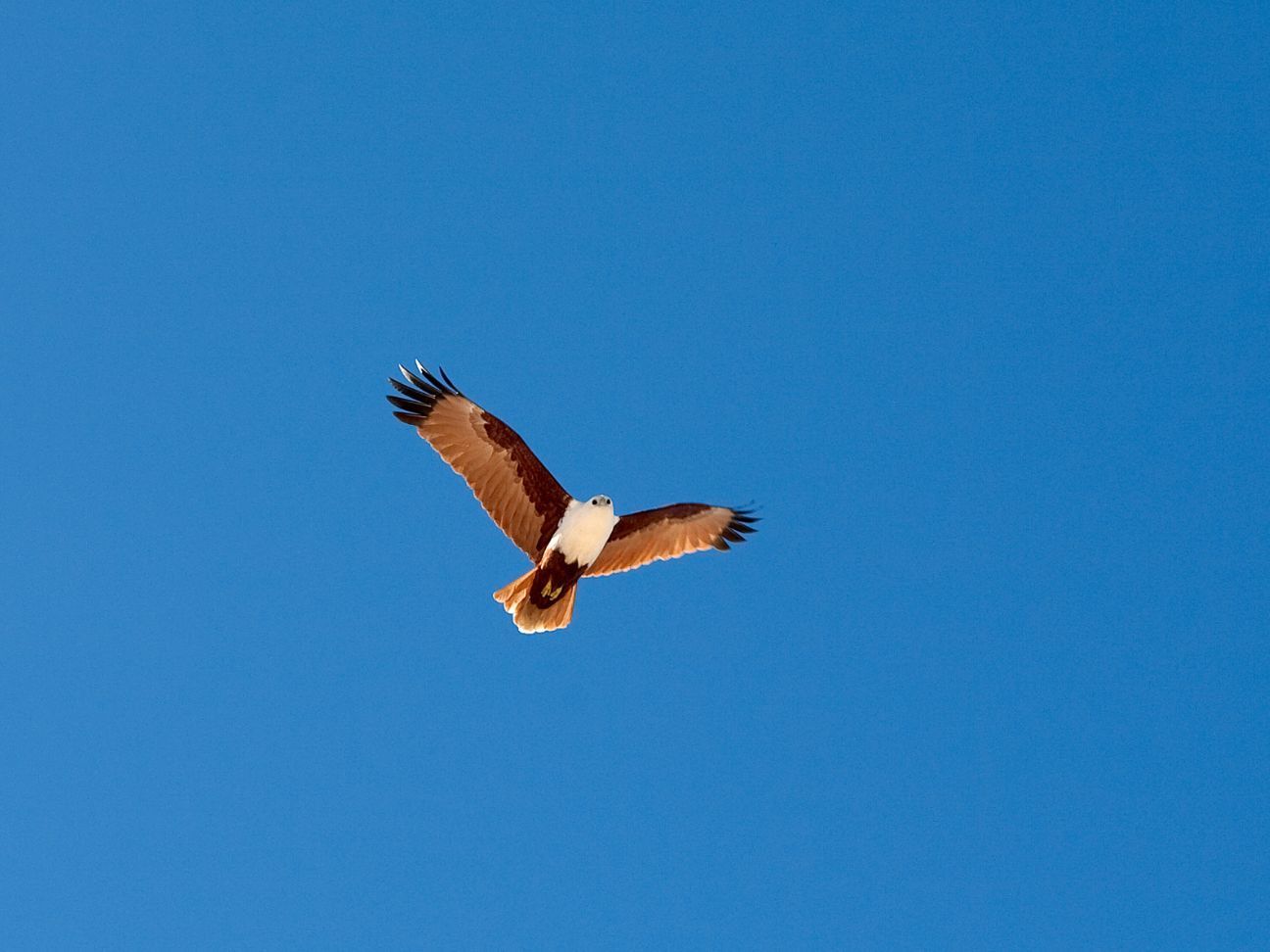 Photo of a brahminy kite (bird) with wings spread