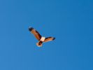 Photo of a brahminy kite (bird) with wings spread