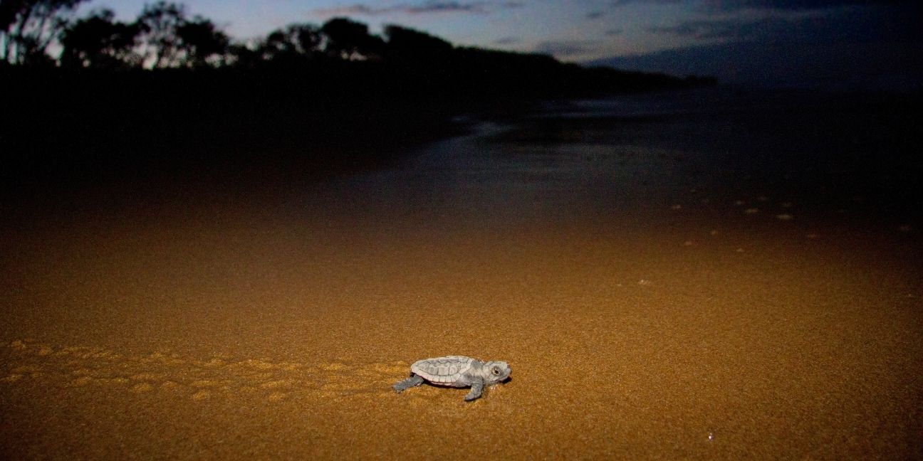 A single loggerhead turtle hatchlings crossing the beach to get to the ocean.