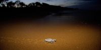 A single loggerhead turtle hatchlings crossing the beach to get to the ocean.