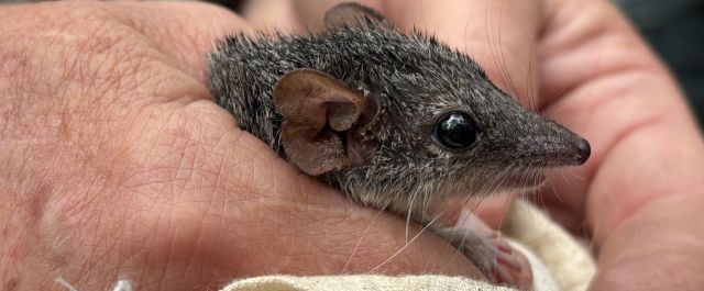 Close-up photograph of a small grey mammal with a pointed snout, large rounded ear, and prominent dark eye, gently held between a person’s fingers. Fine whiskers and short fur are clearly visible, and part of a light-coloured fabric bag is tucked beneath the animal. The background is softly blurred, focusing attention on the animal’s facial features and the texture of the person’s hand.
