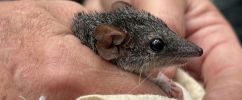 Close-up photograph of a small grey mammal with a pointed snout, large rounded ear, and prominent dark eye, gently held between a person’s fingers. Fine whiskers and short fur are clearly visible, and part of a light-coloured fabric bag is tucked beneath the animal. The background is softly blurred, focusing attention on the animal’s facial features and the texture of the person’s hand.