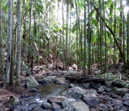 Piccabeen palms growing beside the creek in Joalah section.
