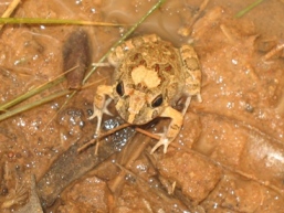 Male ornate burrowing frogs can often be heard in the wet season. 