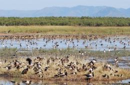 Magpie geese on the Town Common wetlands. 