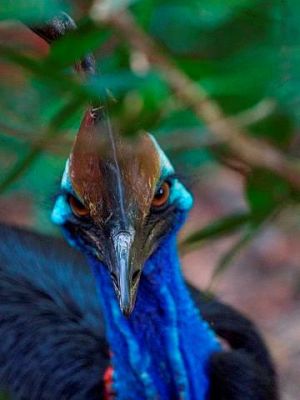 A cassowary