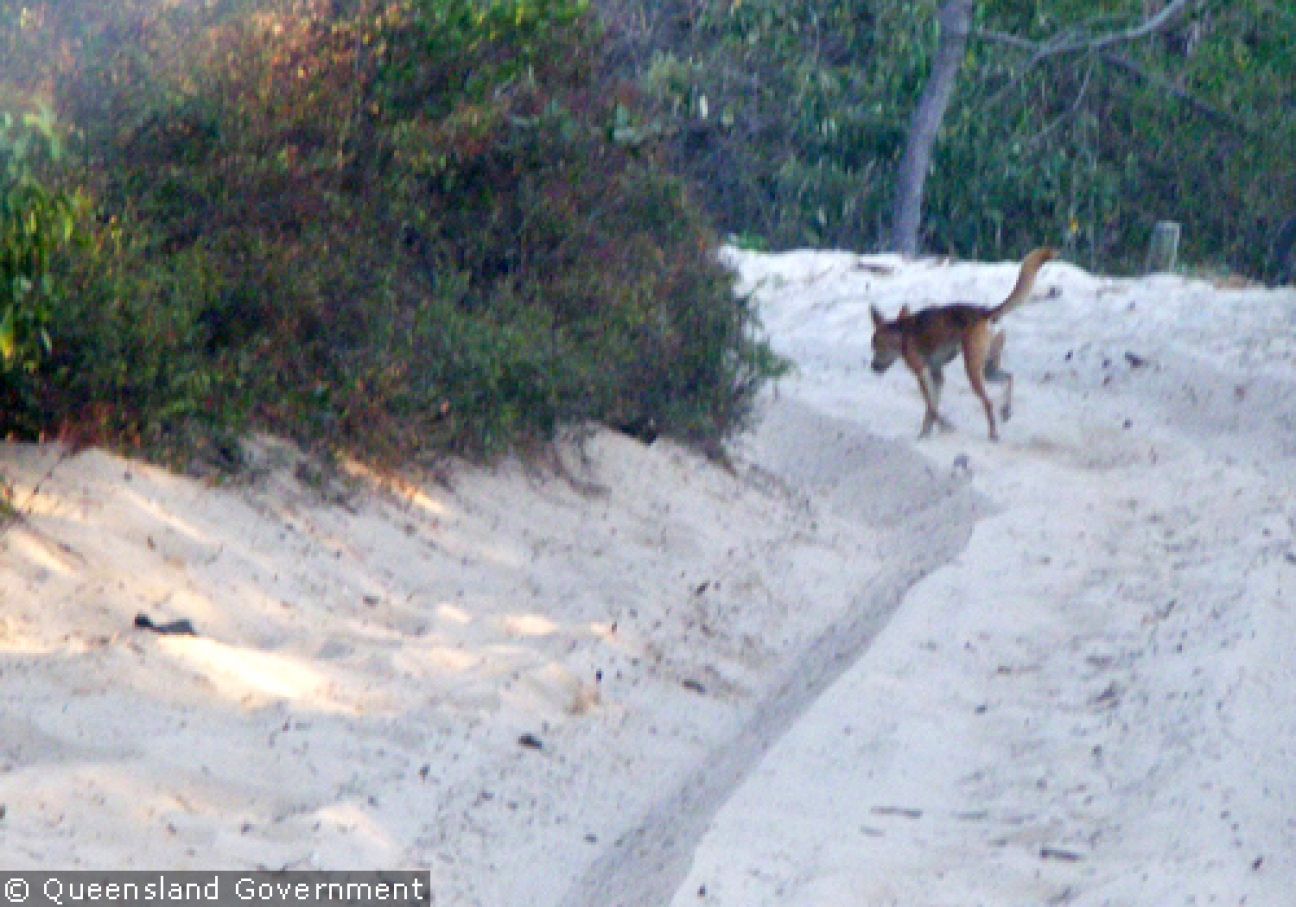 Fraser Island Dingoes