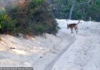 Fraser Island Dingoes
