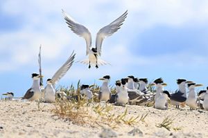 Image of a flock of crested terns which have yellow bills.