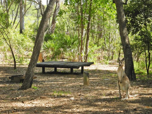 Share your Wreck Rock camp site with the local wildlife, like this grey kangaroo.