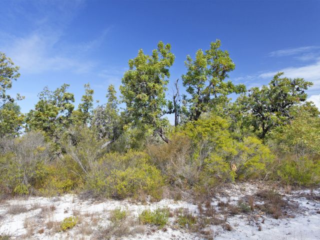 Explore wallum banksia woodland on the southern part of the coastal drive.