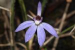 Caladenia caerulea