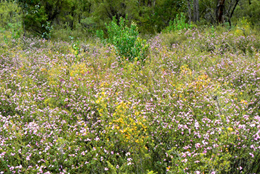 Photo of spring wildflowers.