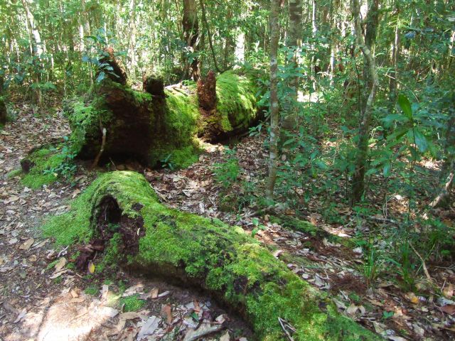 Moss thrives in the damp, cool shade on the Palm Grove Walk.