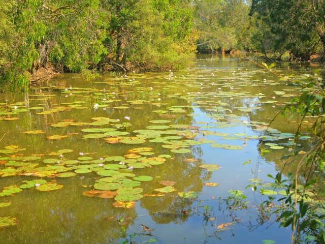 Watch the birdlife along Catfish Waterhole.