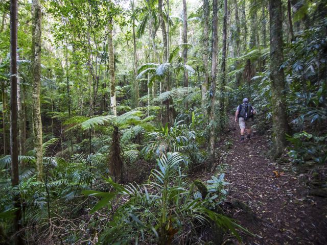The circuit passes through subtropical and warm temperate rainforest.