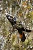 Glossy black-cockatoos nest in hollows that slowly form in eucalypts where branches have broken off.