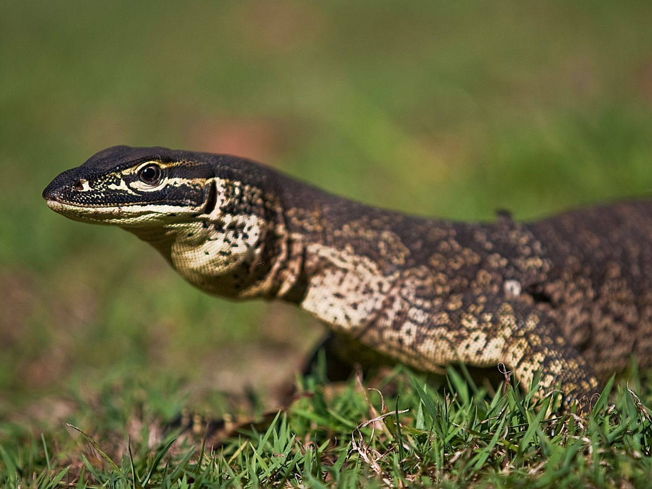 Closeup photo of a goanna