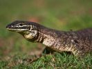 Closeup photo of a goanna