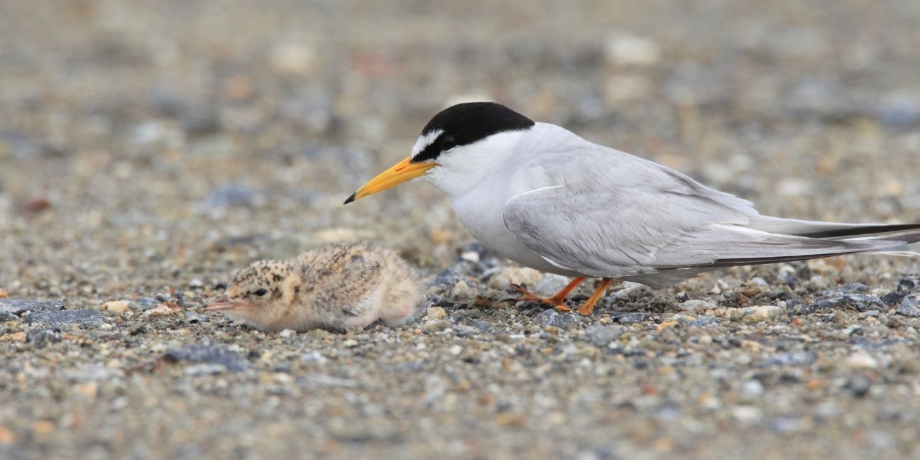 An adult little tern next to its chick on the sand.