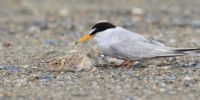 An adult little tern next to its chick on the sand.