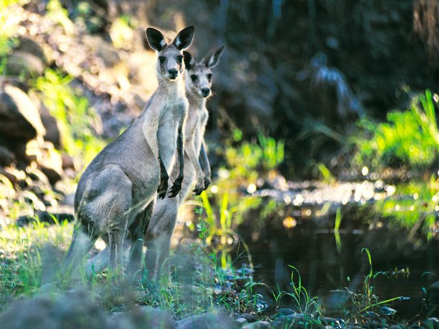 You may spot kangaroos hopping down to The Broadwater for a drink.