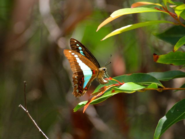This blue triangle butterfly makes it home along the Tanglewood Walk.