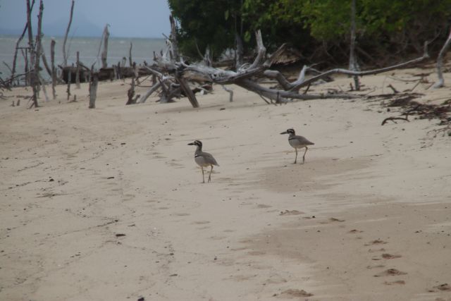 A pair of beach stone-curlews are often seen at Edmund Kennedy.