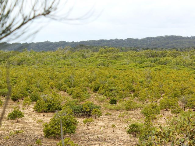 It's easy walking along the road that winds through mangrove-covered mud flats.